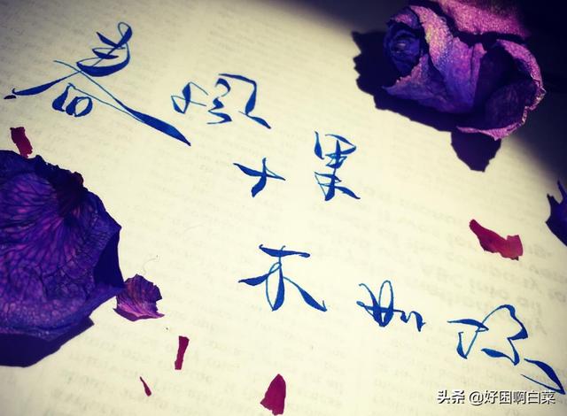 十里春风不如你（十里春风不如你小说）