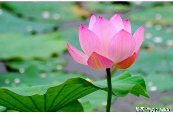 优美文段摘抄100句（优美文章短句摘抄）