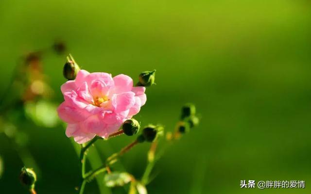 人生哲理生活感悟的句子（人生哲理生活感悟的句子有哪些）