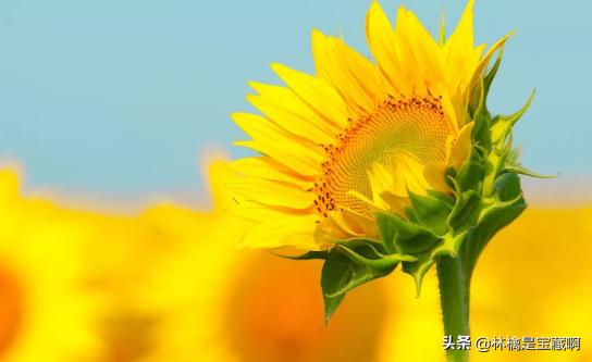 幽默搞笑句子大全 爆笑（幽默搞笑的句子 让人笑喷）